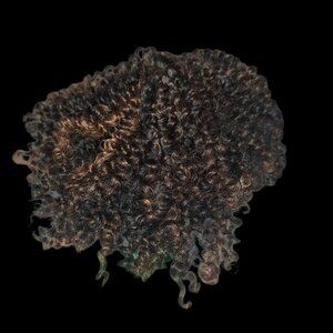 10 inch Chestnut Highlights Black Spiral Curls Ponytail Extension NEW